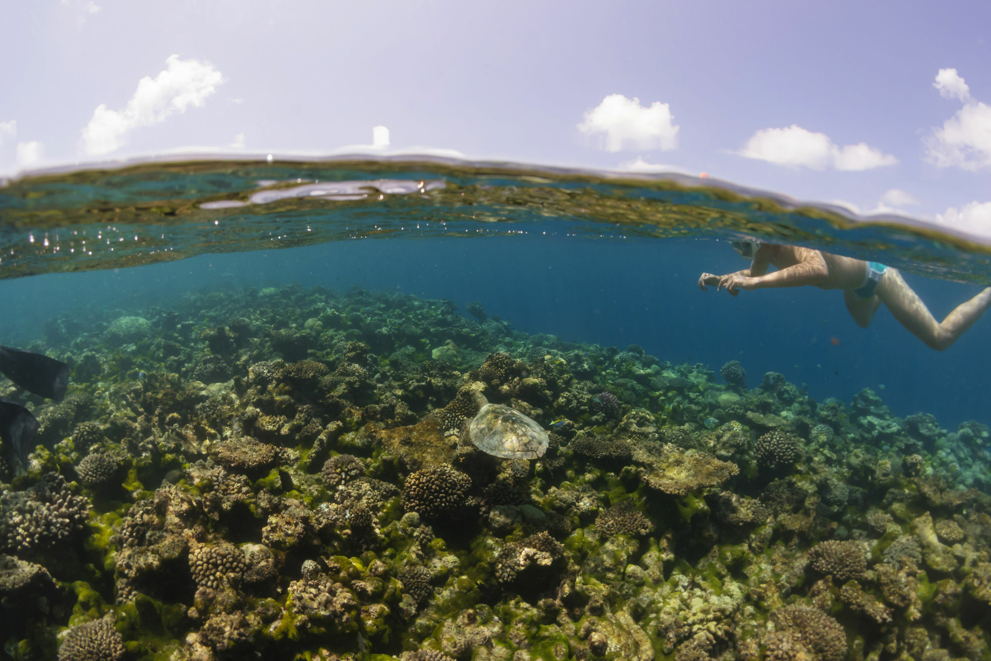 Royal Island Resort Maldives Dharavandhoo Zewnętrze zdjęcie A diver snorkeling in the waters of the Great Barrier Reef